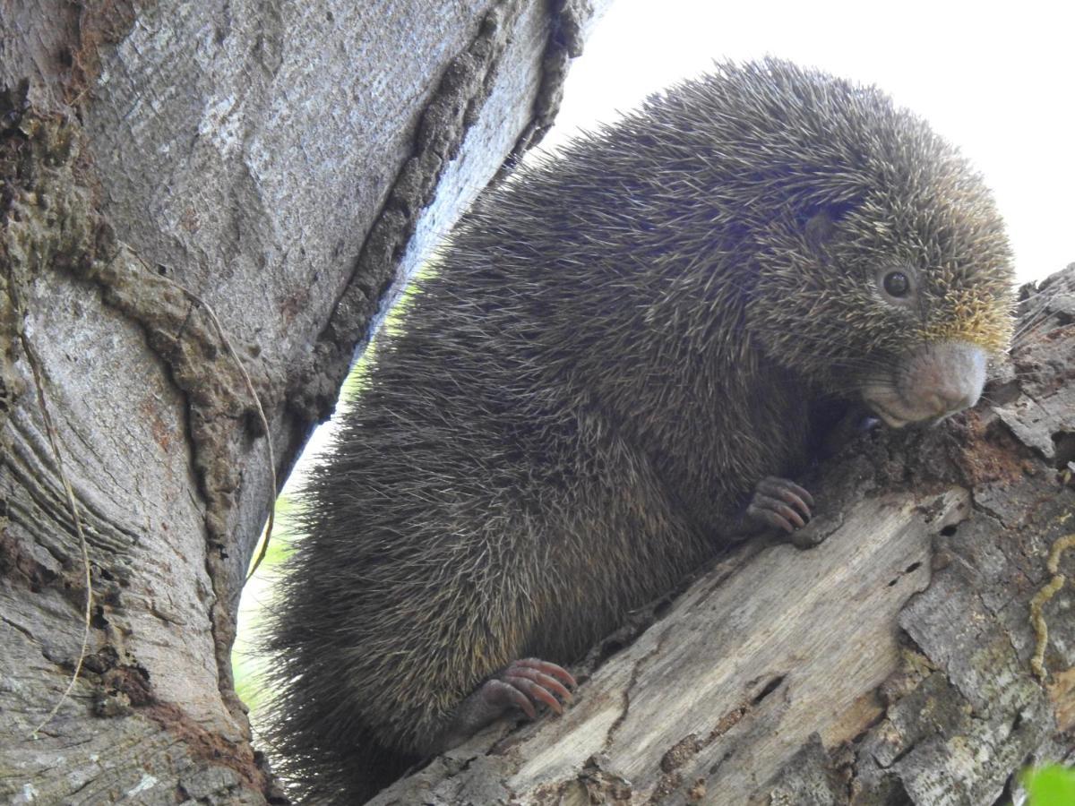 Arua Observacao De Vida Silvestre Praia do Forte Εξωτερικό φωτογραφία